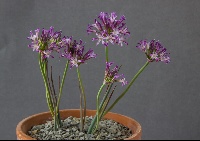Allium abramsii 'NNS06-4'